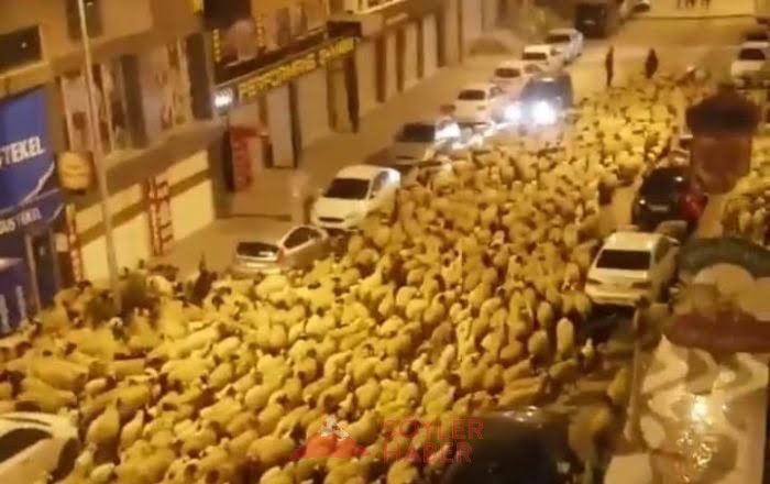 Van'da koyun sürüsü kentin en işlek caddelerini kapattı