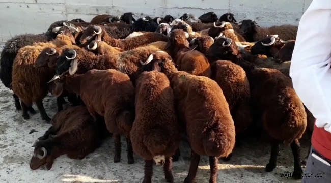  ''Iğdır Tarım Makinaları Parkı'' Projesi DAP Desteği Aldı