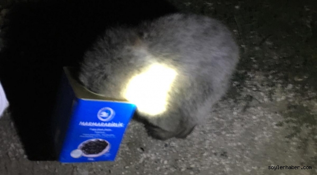 DOĞUBAYAZIT'TA AYI KURTARMA OPERASYONU