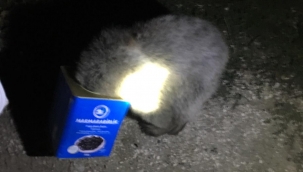 DOĞUBAYAZIT'TA AYI KURTARMA OPERASYONU