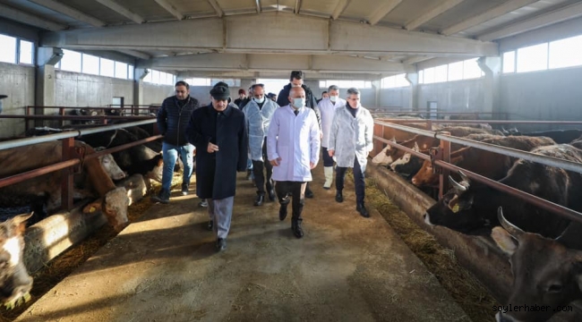 ​​​​​​​VALİ VAROL, BESİ ÇİFTLİĞİNİ ZİYARET ETTİ.