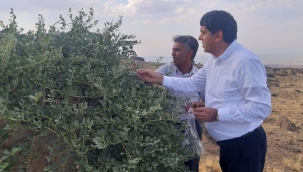 Rektör Alma, Ağrı Dağında Yeşil Altın Buldu