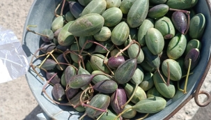 Iğdır Üniversitesi Tarafından Yetiştirilen Kapari ve Yer Fıstığının Hasadına Başlandı