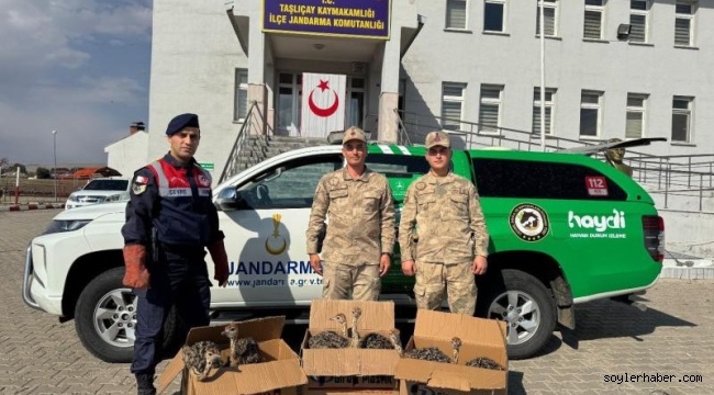 Taşlıçay'da yolcu otobüsünde deve kuşu ele geçirildi