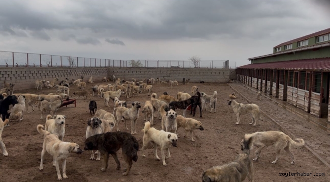 DOĞUBAYAZIT BELEDİYESİ MODERN VE BÜYÜK BİR HAYVAN BARINAĞINI İÇİN ÇALIŞMALARINA BAŞLADI