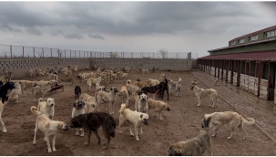 DOĞUBAYAZIT BELEDİYESİ MODERN VE BÜYÜK BİR HAYVAN BARINAĞINI İÇİN ÇALIŞMALARINA BAŞLADI