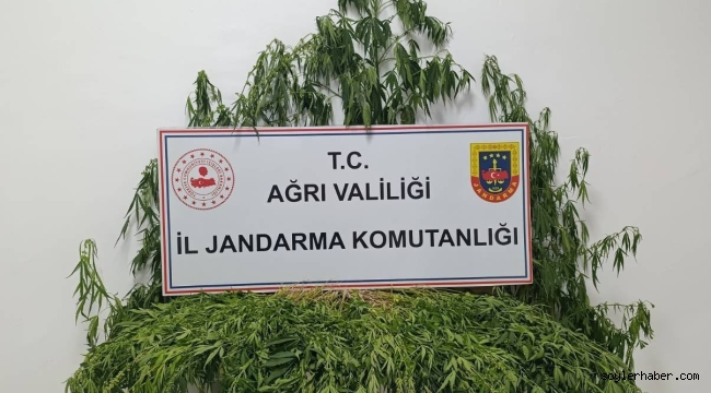 Doğubayazıt ve Patnos İlçelerinde Uyuşturucu Madde Ele Geçirildi.