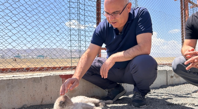 Vali Koç, Doğubayazıt'ta Turizm Meslek Lisesi Alanında ve Hayvan Barınağında İncelemelerde Bulundu