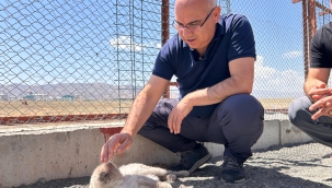Vali Koç, Doğubayazıt'ta Turizm Meslek Lisesi Alanında ve Hayvan Barınağında İncelemelerde Bulundu