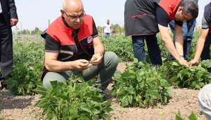 Ağrı'da Tarımın Gücü: 14 Bin Ton Sebze Hasadı Bekleniyor!