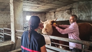 DOĞUBAYAZIT'TA ŞAP HASTALIĞI RİSKİNE KARŞI AŞI ÇALIŞMALARI KÖYLERDE DEVAM EDİYOR