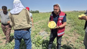Van'da Bir İlk İran'dan Getirilen Ananas Karpuzunun Hasadı Edildi